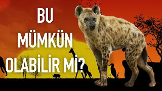 Dişi Sırtlanların Penisi Var Mı?