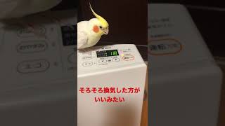 ファンヒーターの換気サインを教えてくれるオカメインコ#shorts