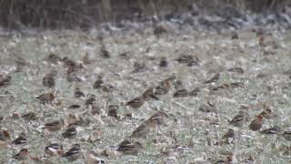 Enormous hawfinch flock, Budimír, Slovakia