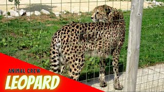 Leopard Video | Leopard Videos In Animal Crew | #AnimalCrew #Leopard #tiger