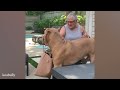 Funny Dog and Human Videos That Will Help You Forget Your Troubles
