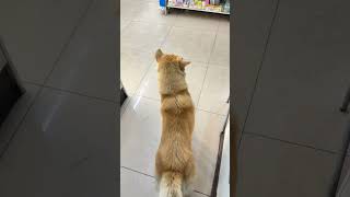 ถูกไล่ออกจากร้านสะดวกซื้อ Got kicked out of a convenience store #Dog #น้องหมา