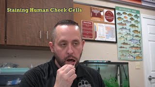 Staining Human Cheek Cells