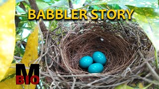 BABBLER STORY-Jungle Babbler (കരിയിലക്കിളി)-Nesting of the bird on a plant at my house premise