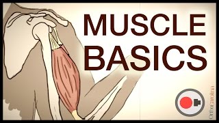 Muscle Basics: What Athletes Need to Know About the Muscular System