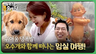 임실의 명물 오수개🐶와 함께 금송아지를 찾아볼까요?✨ | 우리집 금송아지 18회 다시보기 | 재미 PLAY