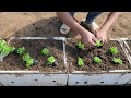 growing celery from seed can be harvested multiple times