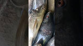 ✅ 💫 Today Hogenakkal fish market fresh fish sales #falls#viral #shorts #fish