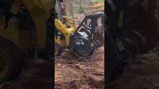 Cat 259D forestry mulching trees