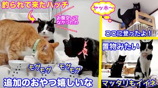 ＜2匹の猫通信＞「ほっこりライブ」追加のおやつに大騒ぎ！めめちゃんとマック…ハッチも起きて来たけど！2020 05 04- Cat Live Stream in Japan - Cat Life TV