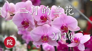 【彬彬有院】花 •066我家二月的兰花们