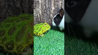 frog and rabbit #rabbit #frog #explore #biology #zoology #today #eggs #shots #viral #viralvideo