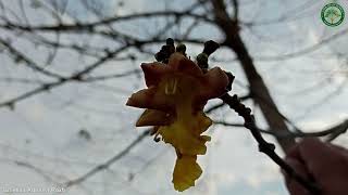 Gmelina Arborea Roxb. | Flowering Shrubs \u0026 Trees | 🇵🇦 Panama |