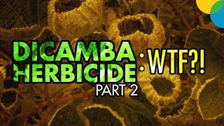 DICAMBA HERBICIDE Part 2: What the heck happened?!