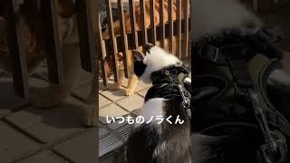 仲良しノラくんとお散歩猫 #shorts