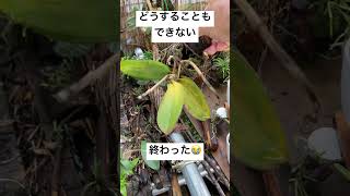 【胡蝶蘭】枯れていく