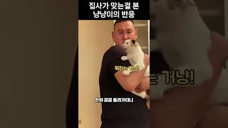 집사가 맞는걸 본 냥냥이의 반응