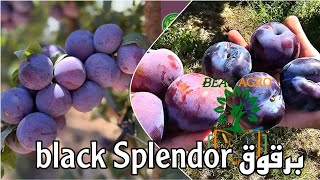 من أجود أصناف البرقوق في الجزائر  Black Splendor Prune