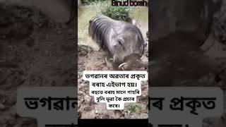 ভগৱানৰ বৰাহ ৰূপ