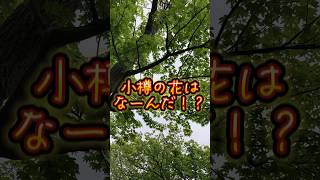 クイズ『小樽の花』ってなーんだ！？ #歩こ部 #北海道 #小樽 #小樽観光 #公園 #公園散歩 #クイズ #花 #散歩
