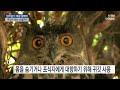 사이언스zoo 밤하늘의 제왕 올빼미…부엉이와 다른 점은 ytn 사이언스