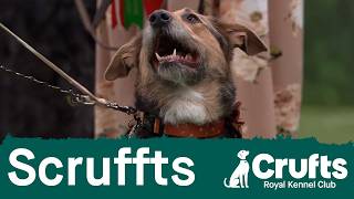Scruffts Semi-Final Crufts 2026