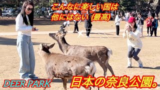 こんなに楽しい国は他にはない( 最高 ) 日本の奈良公園。🦌deer in japan | deer japan 🤩‼️