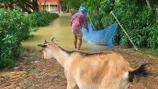 বানবাসী Smart ছাগল 🙂| ছাগলের বন্যার জল পারি দেওয়া | Intelligent Goat  | Sylhet Flood