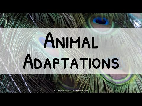 What is an example of a physical and behavioral adaptation?