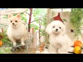 ８話　3月24日paw in hand　春の愛犬撮影会チャリティver1日目