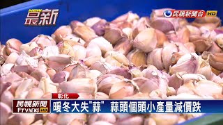 暖冬大失「蒜」  蒜頭個頭小產量減價跌－民視新聞