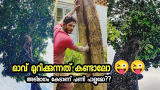 ഒരു മാവ് മുറിക്കുന്നത് കണ്ടാലോ |mango tree cutting|tree cutting| village style|danger|adventure|