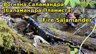 Огненная Саламандра. Пятнистая Саламандра. Salamandra salamandra. Украинские Карпаты