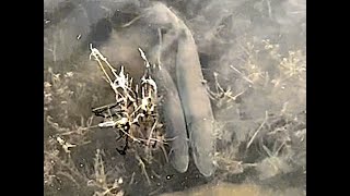 Muskies Spawning!