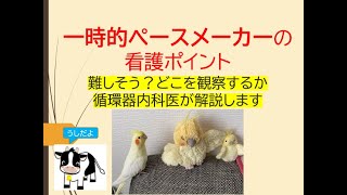 一時的ペースメーカーの看護ポイント(どこを観察するのか研修医看護師向けに循環器内科医が解説します)