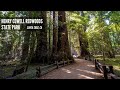 Henry Cowell Redwoods State Park Old Growth Trail