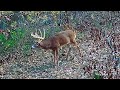 Iowa Scrape Action! 2 Week Trail Camera Dump on a Public Land Scrape!