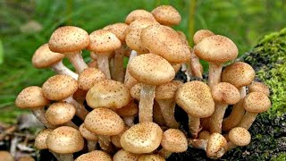 НОВАЯ ВОЛНА ОПЯТ. Грибы. Опята. Осенние грибы. Грибы 2020. Опята 2020. Mushrooms. Honey agaric. キノコ