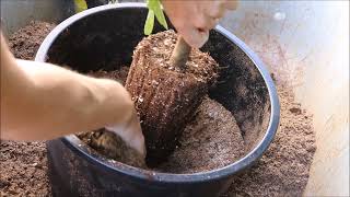 Up-Potting a Fig Plant - AZ 9B