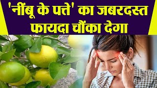 नींबू के पत्ते के फायदे सुनकर उड़ जाएंगे आपके होश | Lemon Leaves Health Benefits | Boldsky