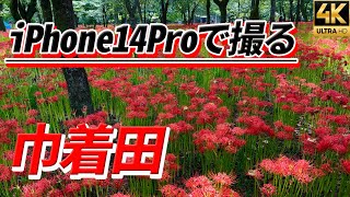 【巾着田 曼殊沙華】彼岸花　4K　iPhone14Pro