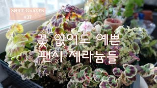 Smile Garden #37 꽃 없어도 예쁜 팬시제라늄~ 제라가든에서 데려 온 제라늄들을 소개해요.