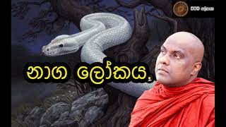 නාග ලෝකය   Ven Galigamuwe Gnanadeepa Thero