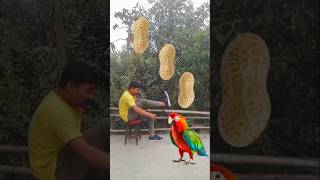 Rounding peanuts to Duck, Peacock, Pigeon \u0026 Parrot - Birds names magic video