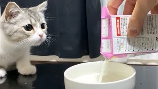 すごい音で初めてのミルクをがぶ飲みする子猫がこちら…！笑