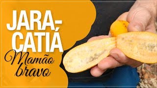 Jaracatiá, uma doce fruta nativa e uma incrível árvore multi usos