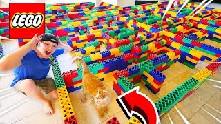 WORLD'S BIGGEST Maze for Cats! Can the Kitten ESCAPE?