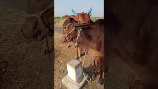 Desi jawari gaay Maharashtra and Karnataka border December 21, 2021