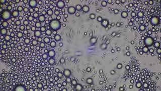 The Marangoni Effect E2 Emulsion