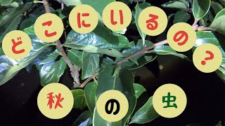 【鳴き虫】夜の都会が見える森で、秋の虫を探してみた　ーTried to find insect's song in autumnー